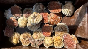 SCALLOPS pot fishing with lights