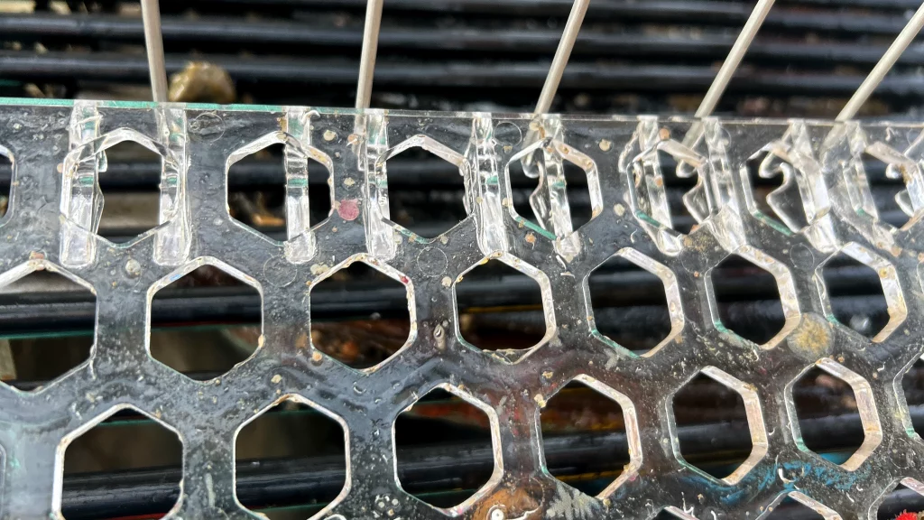baby scallops or spat in scallop fishing with pots