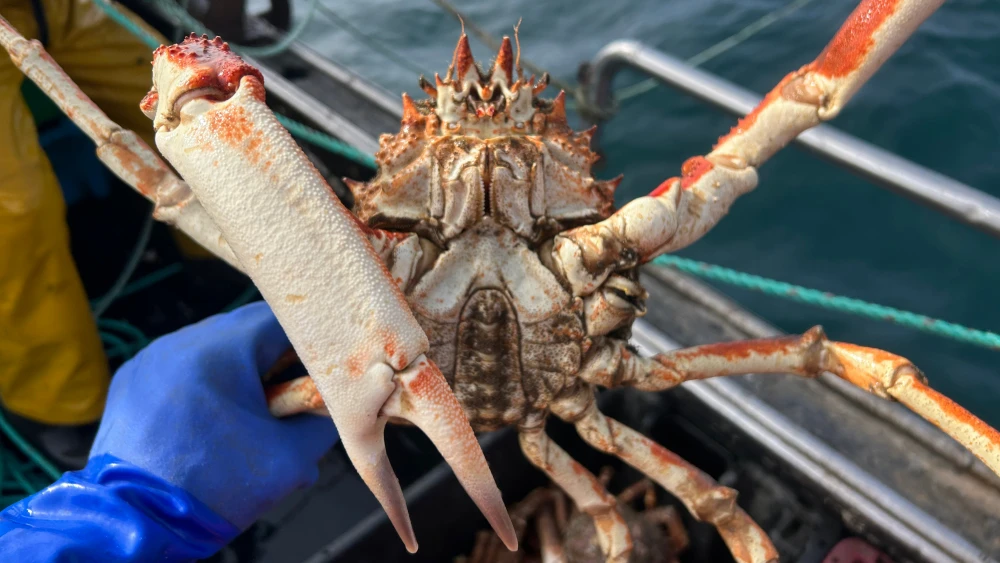 Spider crab and scallops caught in modified pots fitted with Disco Scallop lights in Ballyteige Bay, Ireland.