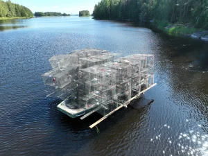 Finland Perch Fisheries