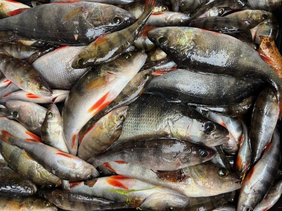 perch catch from trap fishing in finland