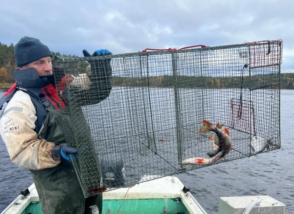 fisherman perch fisheries