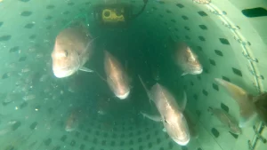 how underwater monitoring the codend changes catch desisions flomo and catchcam
