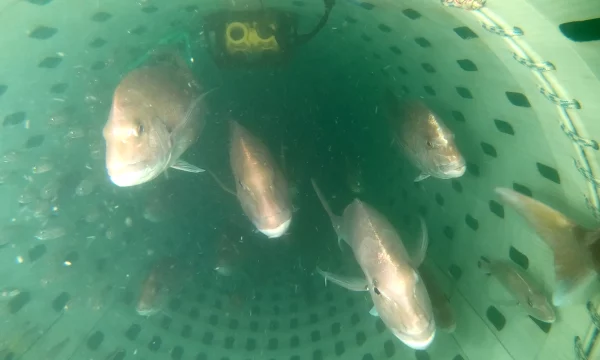 how underwater monitoring the codend changes catch desisions flomo and catchcam