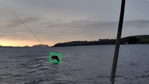 wildlife monitoring from fishing vessels in scotland focused on dolphins