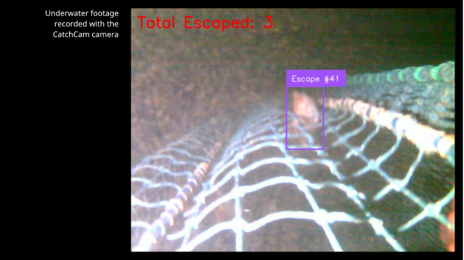 Still of CatchCam footage recording escape events. “Total Escaped: 3” refers to the specific 10-min video, while “Escape #41” refers to the running number of all recorded escapes in the database.
