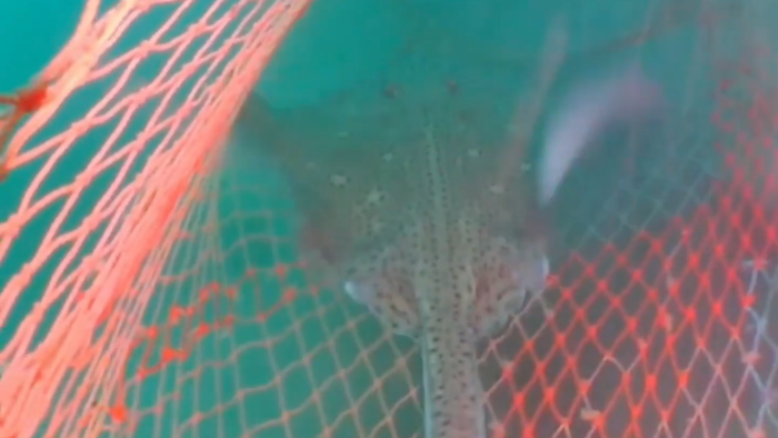 light for behaviour study on fishing gear