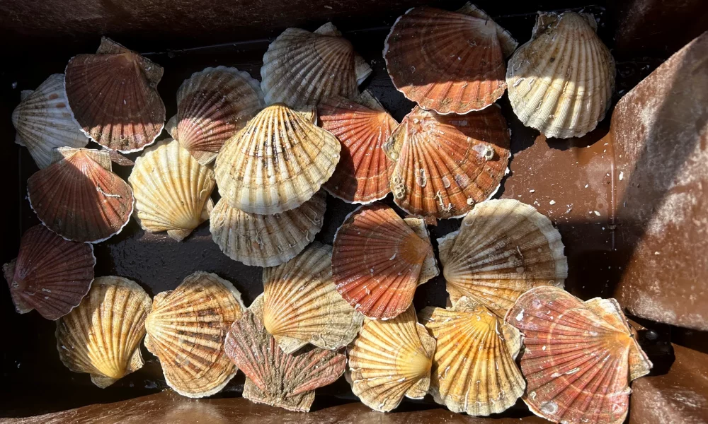 SCALLOPS pot fishing with lights