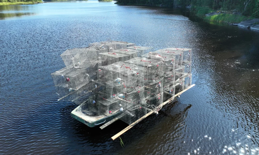 Finland Perch Fisheries