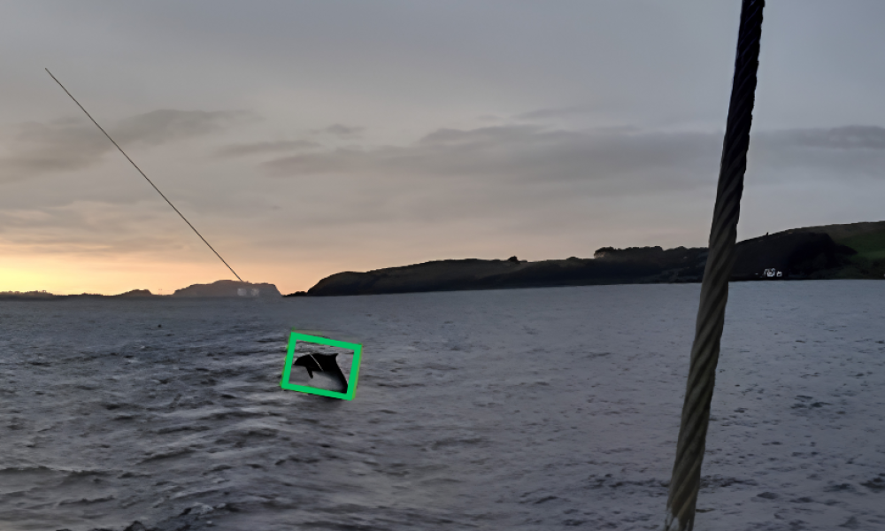 wildlife monitoring from fishing vessels in scotland focused on dolphins