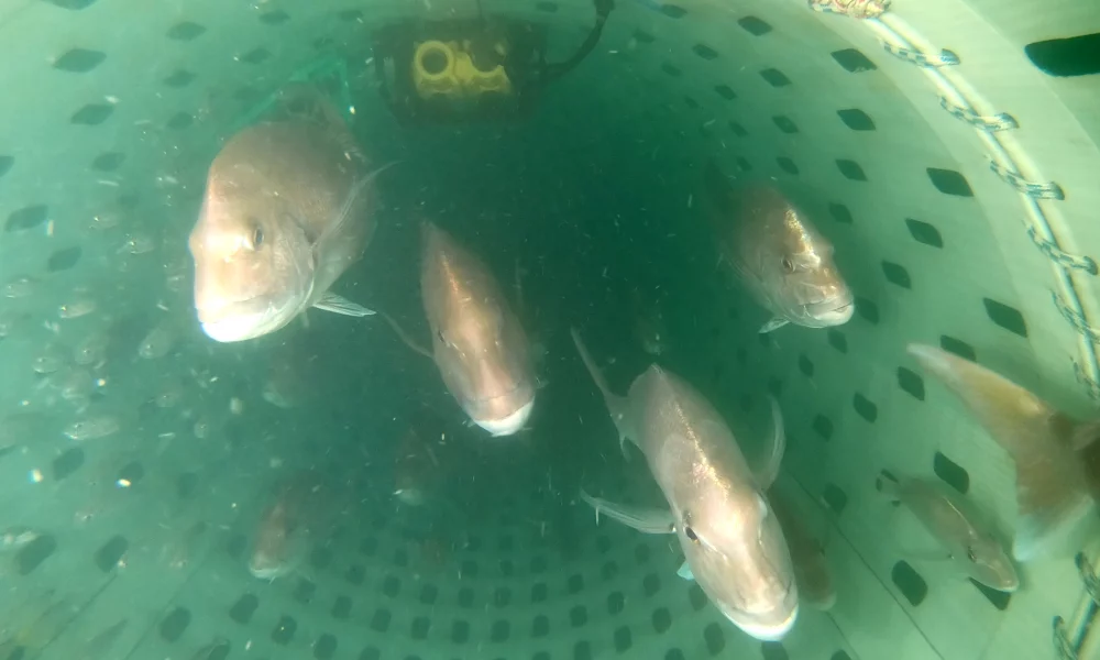 how underwater monitoring the codend changes catch desisions flomo and catchcam